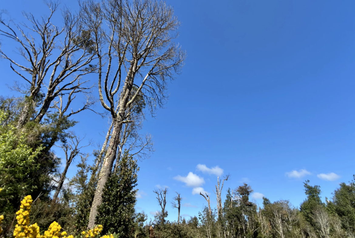 Parcela de 5.435 m² con bosque nativo en Los Troncos Milenarios, La Vara, Puerto Montt – foto 6