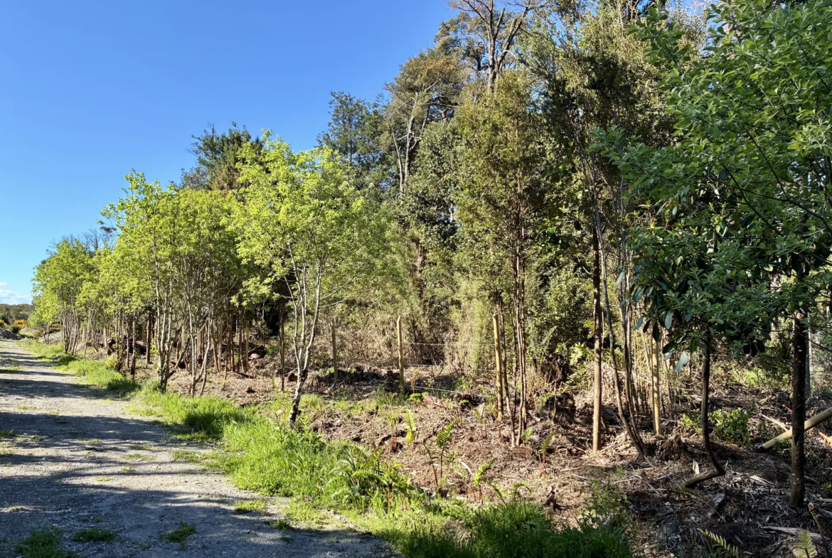 Parcela de 5.435 m² con bosque nativo en Los Troncos Milenarios, La Vara, Puerto Montt – foto 2