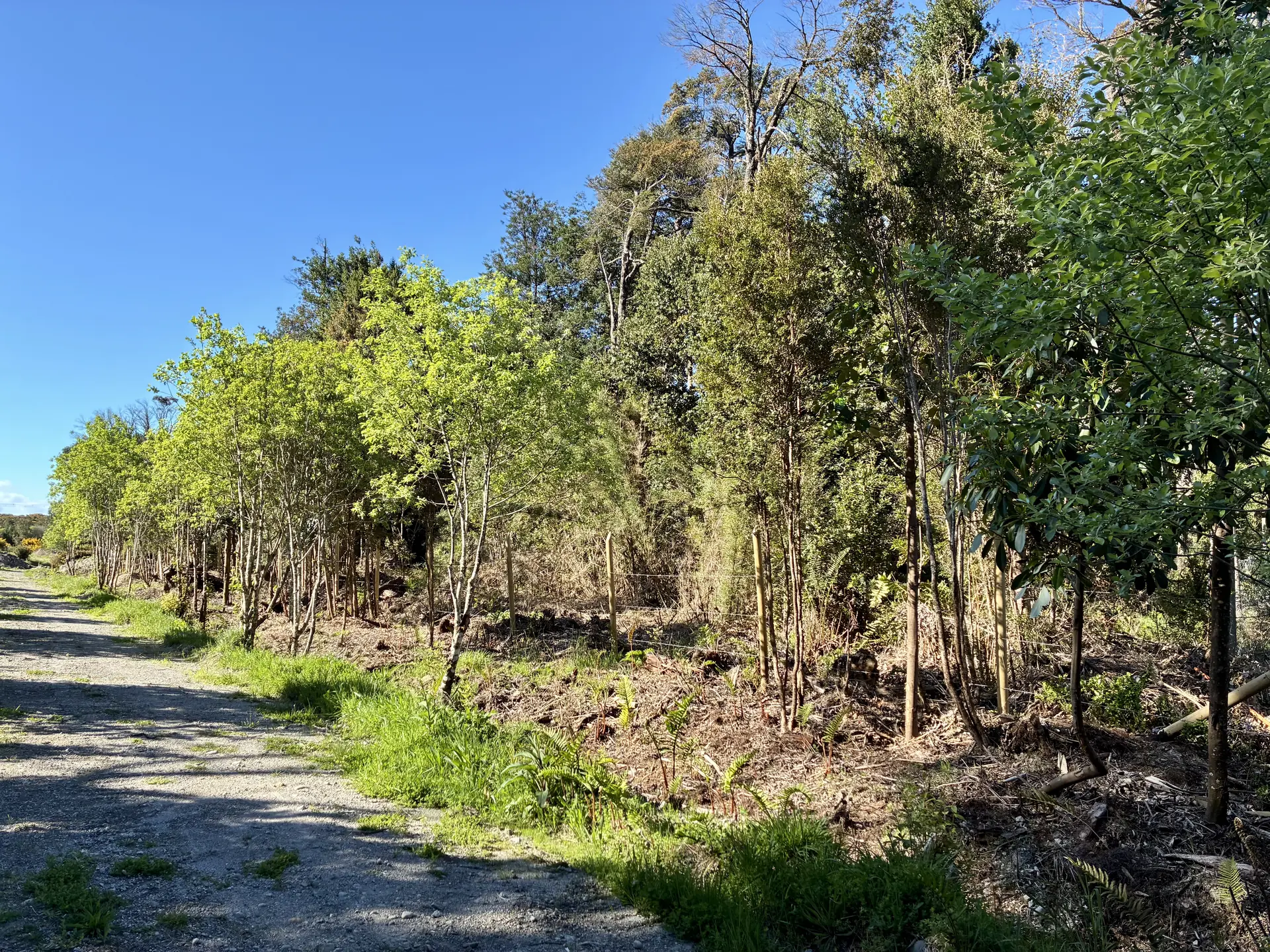 img-0310-1920 Parcela de 5.435 m² con bosque nativo en Los Troncos Milenarios, La Vara, Puerto Montt – foto 2