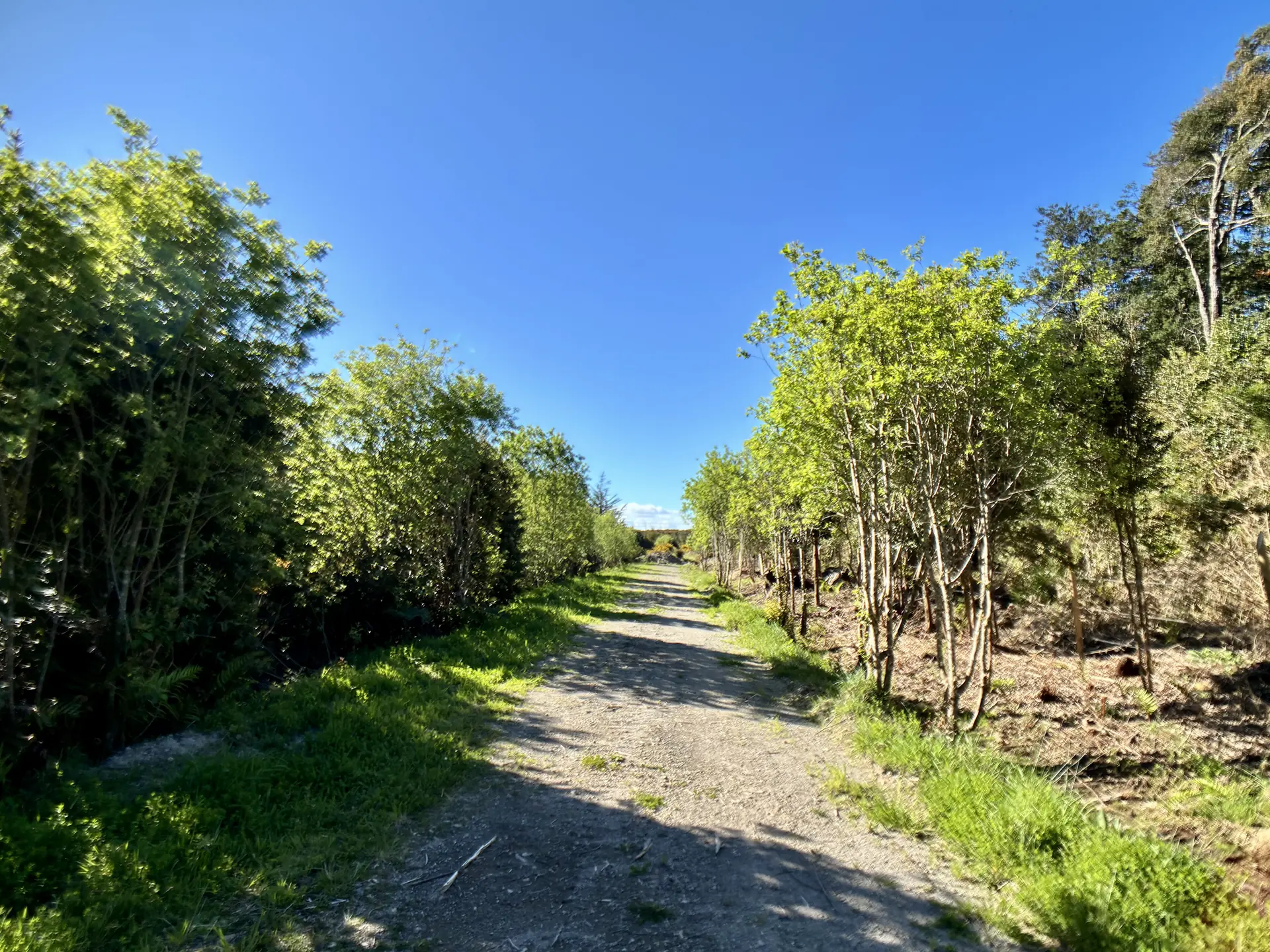img-0312-1920 Parcela de 5.435 m² con bosque nativo en Los Troncos Milenarios, La Vara, Puerto Montt – foto 3