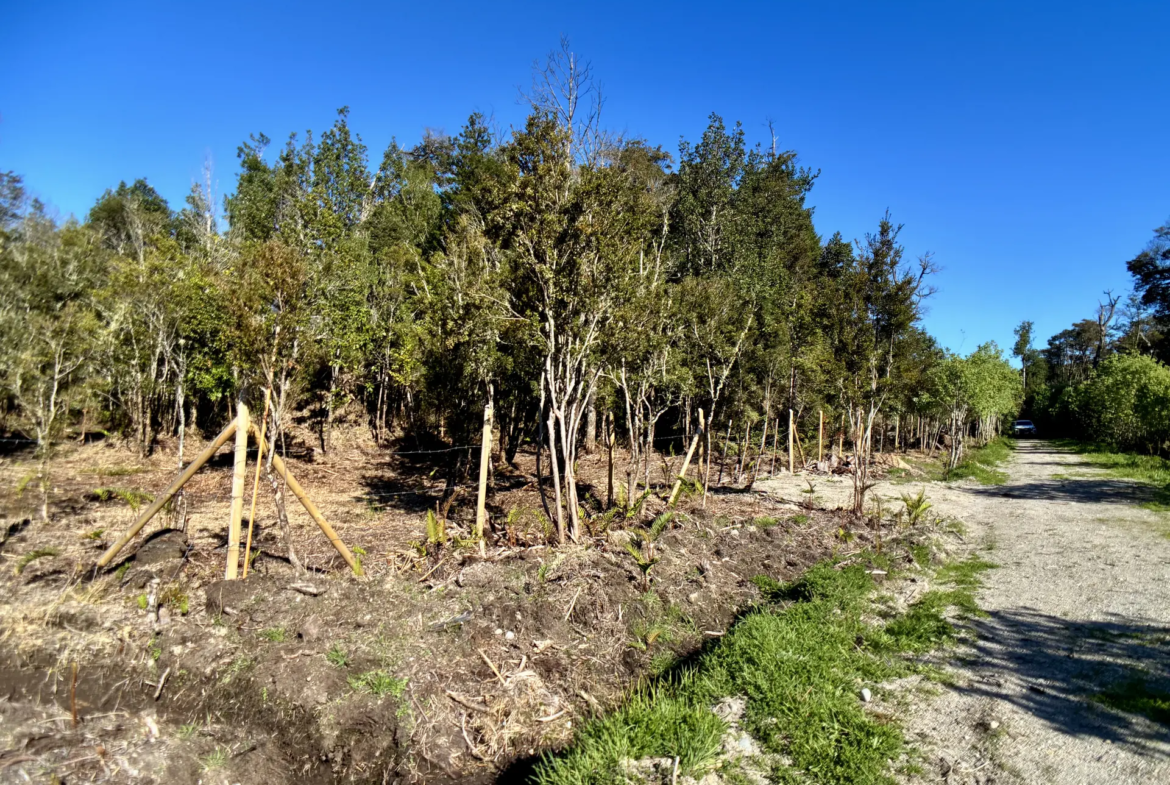 Parcela de 5.435 m² con bosque nativo en Los Troncos Milenarios, La Vara, Puerto Montt – foto 5
