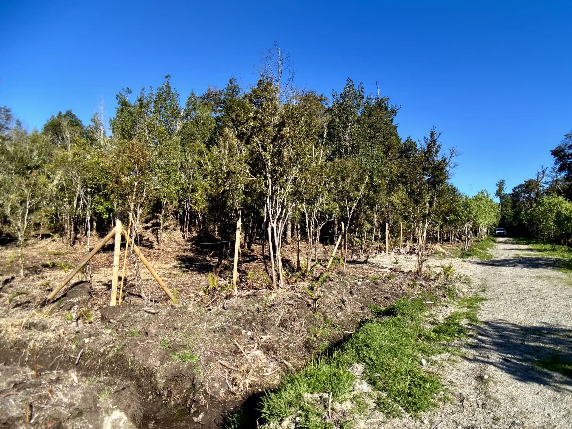 img-0313-1920 Parcela de 5.435 m² con bosque nativo en Los Troncos Milenarios, La Vara, Puerto Montt – foto 5