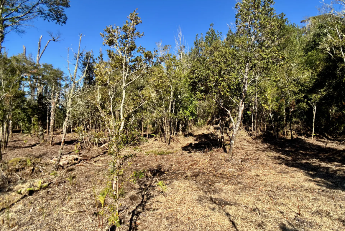 Parcela de 5.435 m² con bosque nativo en Los Troncos Milenarios, La Vara, Puerto Montt – foto 4