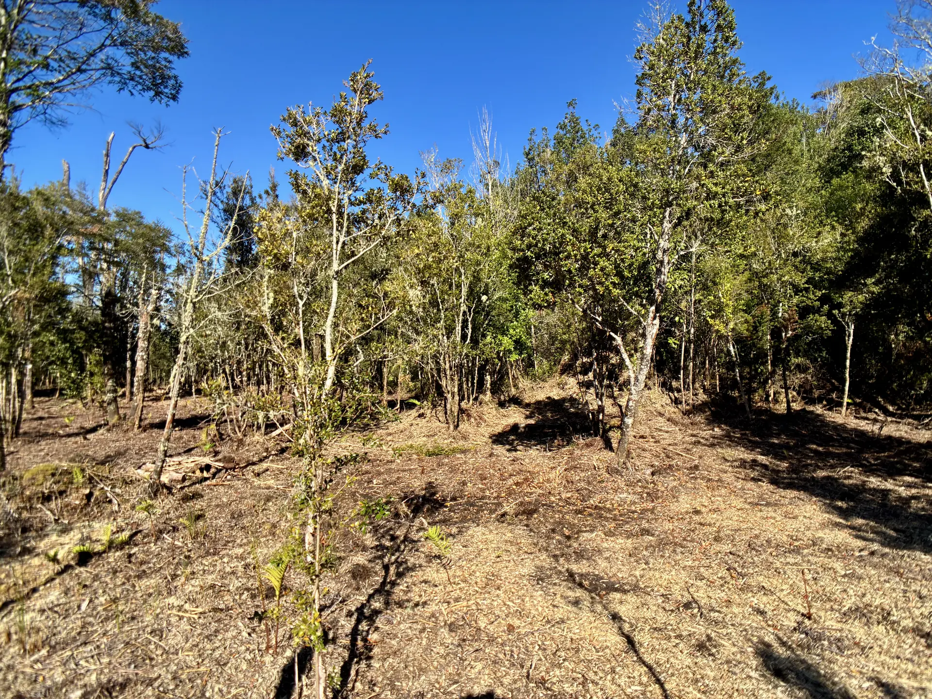 img-0314-1920 Parcela de 5.435 m² con bosque nativo en Los Troncos Milenarios, La Vara, Puerto Montt – foto 4