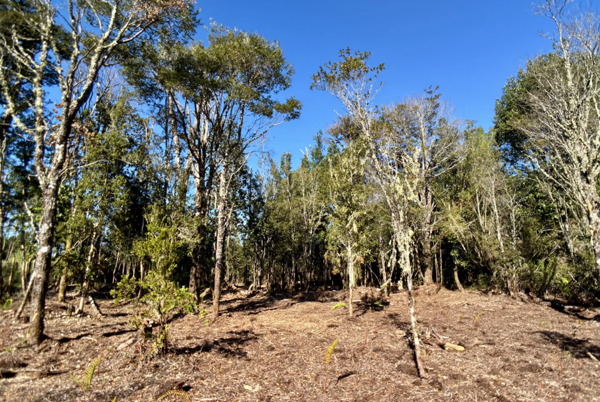 Parcela de 5.435 m² con bosque nativo en Los Troncos Milenarios, La Vara, Puerto Montt – foto 1