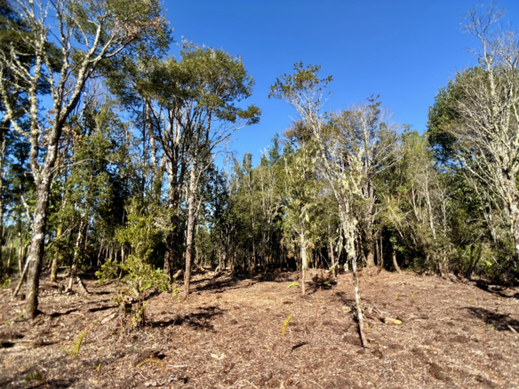 Parcela de 5.435 m² con bosque nativo en Los Troncos Milenarios, La Vara, Puerto Montt – foto 1