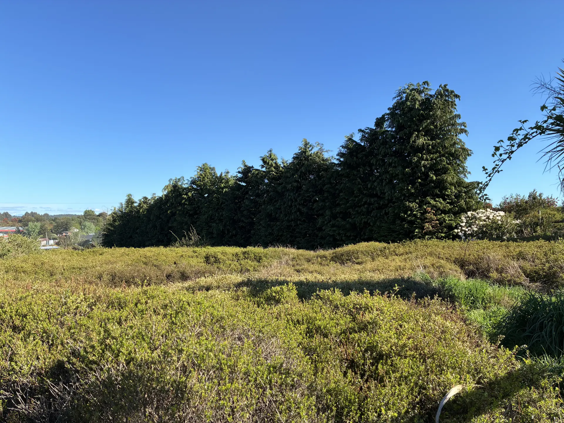 img-0324-1920 Parcela de 5.310 m² con vista al Calbuco en la primera etapa de Los Troncos Milenarios, Puerto Montt – foto 7