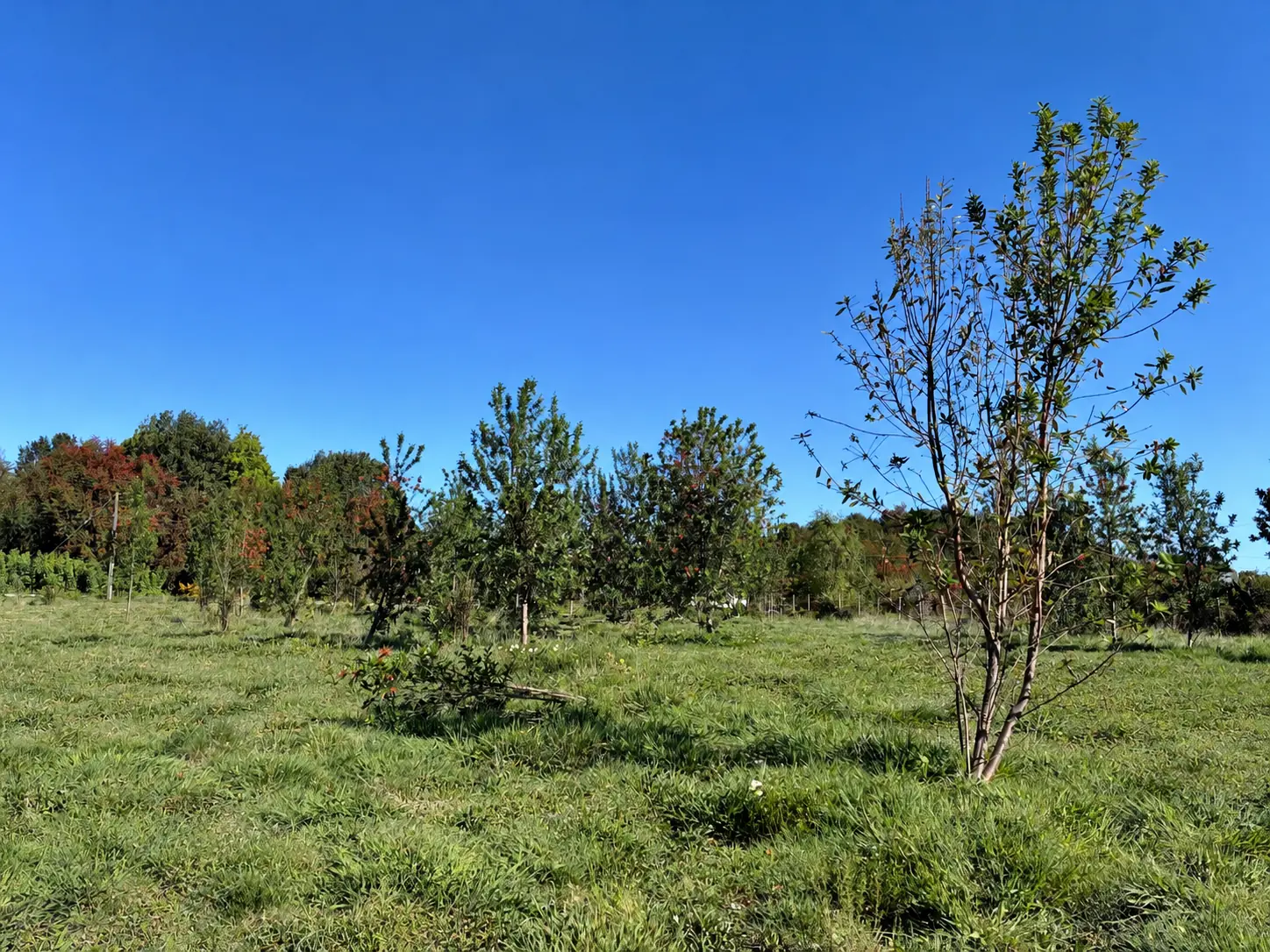 terreno-arboles-1920 Parcela de 5.000 m² con vista a los volcanes en Los Troncos Milenarios, La Vara, Puerto Montt – foto 1